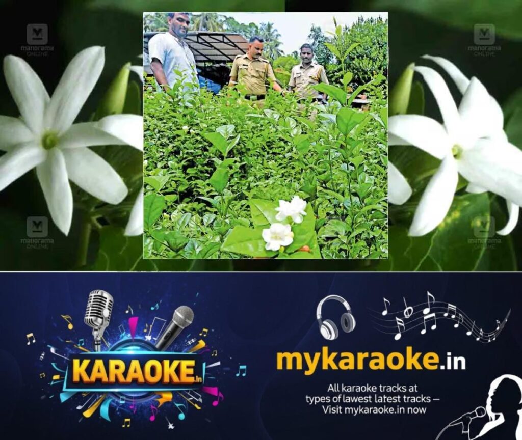 newskerala.net_1785579364_mullapoo-flower