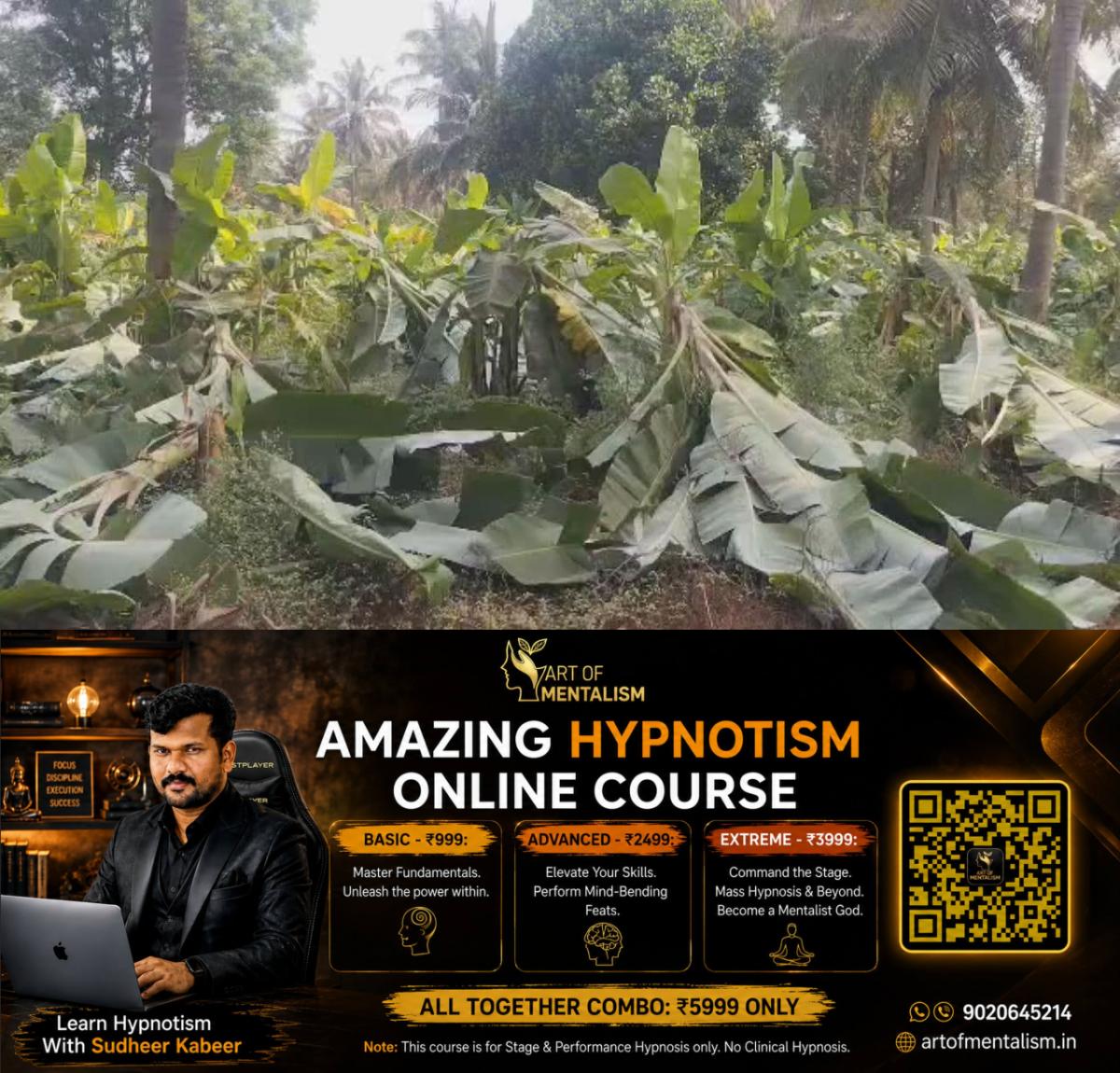 newskerala.net_1786004286_w-1280h-720format-jpgimgid-01kn1zm15gbx2cg6m0c478ypm5imgname-chikkamagaluru-banana-plants-177496