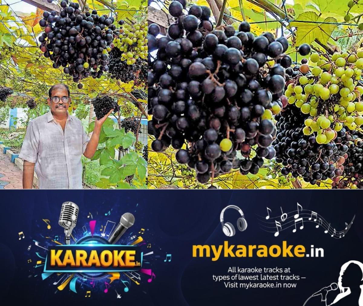 newskerala.net_1786513566_cambodian-wild-grape-alangad