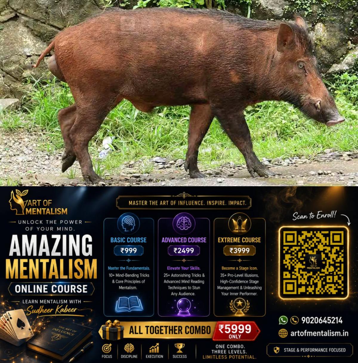 newskerala.net_1787029685_local-new-wild-boar