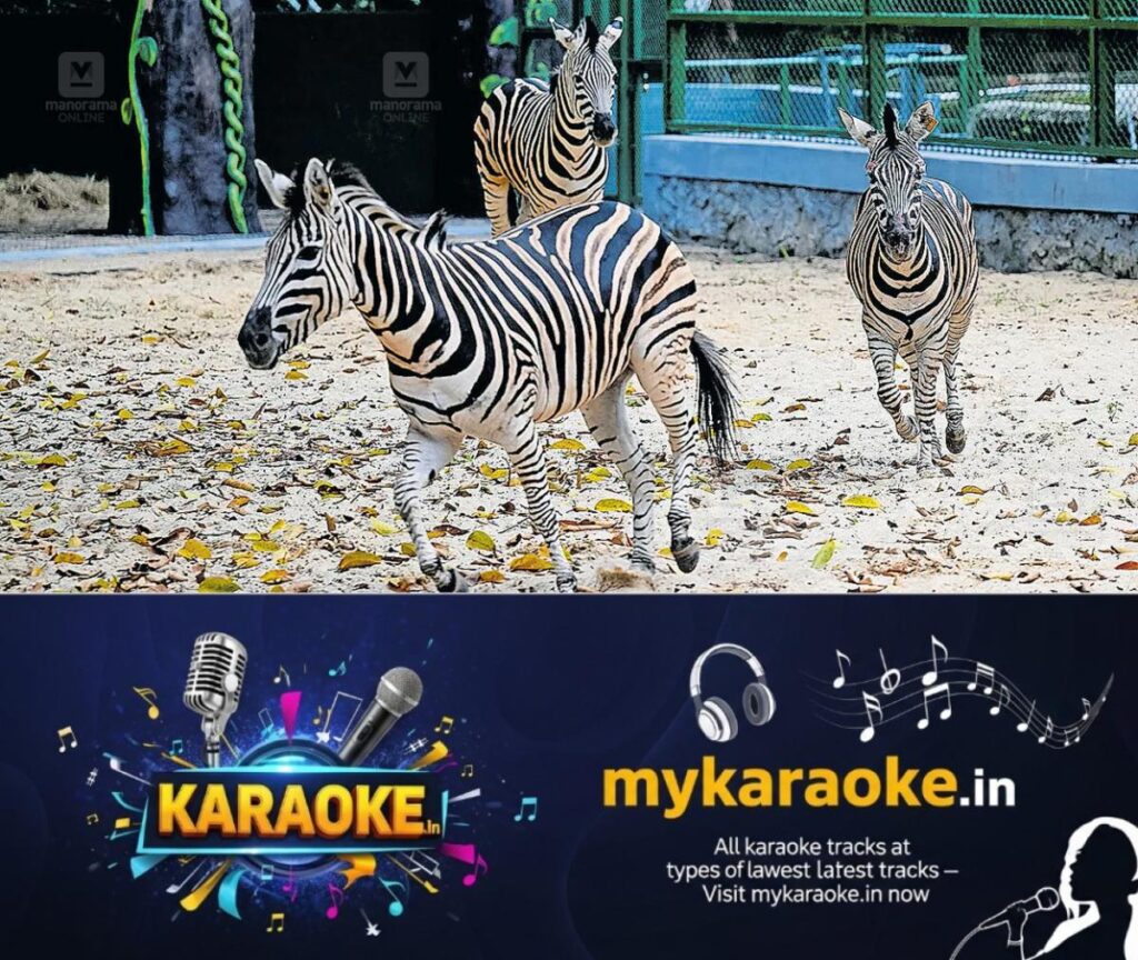newskerala.net_1787279528_thiruvananthapuram-zoo-zebra-1