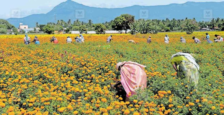 onam-tamil-flowers.jpg