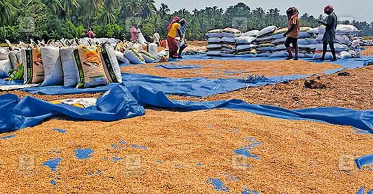 paddy-Supplyco.jpg