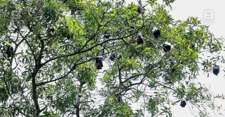 palode-bat-infestation-1.jpg