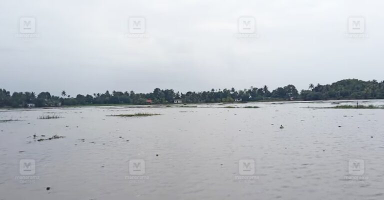 parippu-paddy-field-waterlogging-1.jpg