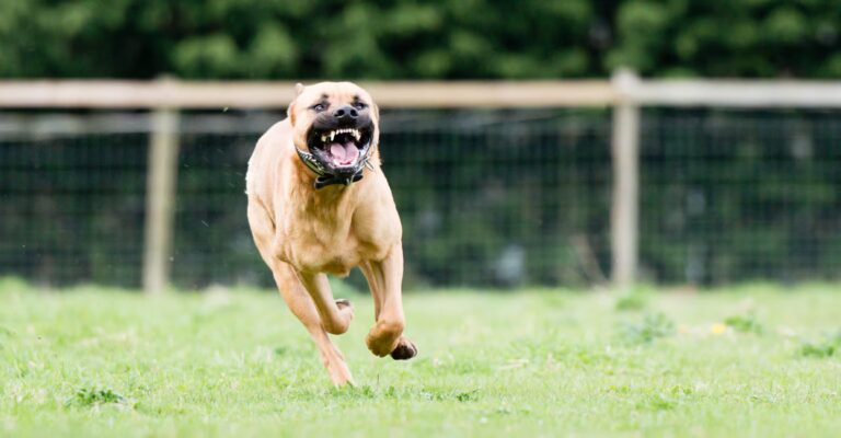 pitbull-dog-representation.jpg