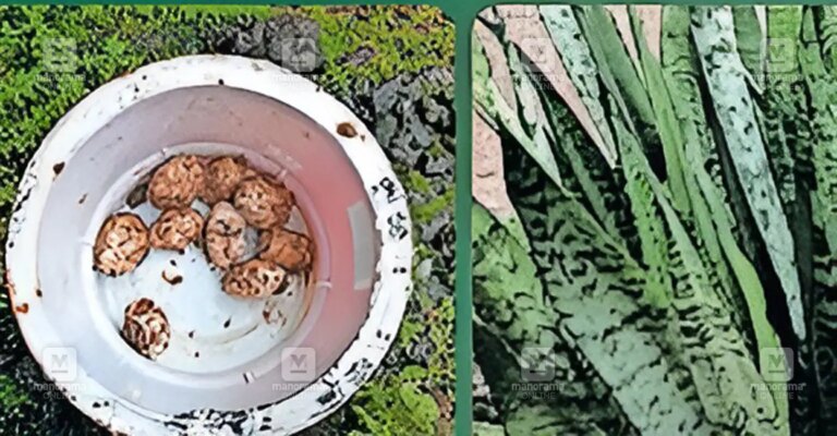 python-eggs-snake-plant-1.jpg