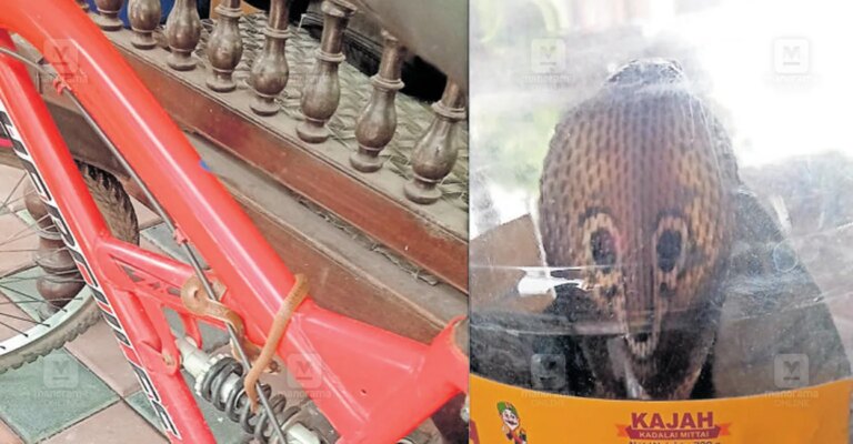 snake-bicycle-kanjikode-1.jpg