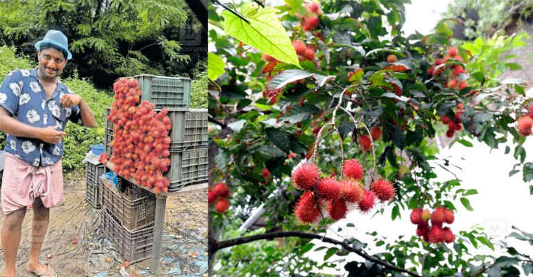 sq-rambutan-1.jpg