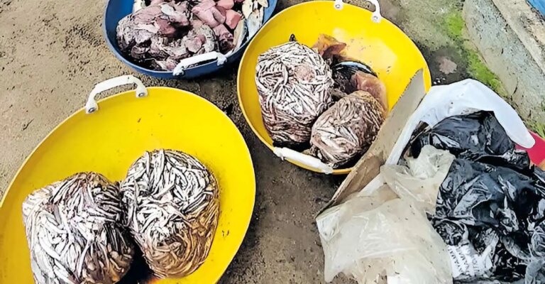 stale-fish-adoor.jpg