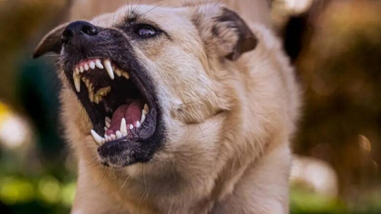 stray-dog.jpg