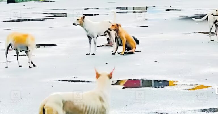 stray-dog-menace-thrikaripur-1.jpg