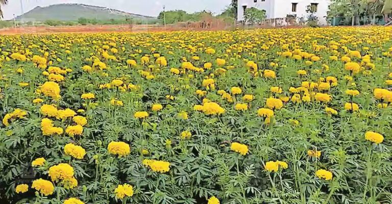 tamil-nadu-flower-prices-onam.jpg