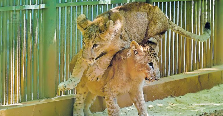 thiruvananthapuram-zoo-lion-cubs.jpg