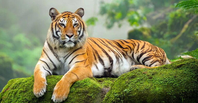 tiger-Ox-Studio-Photography-shutterstock.jpg