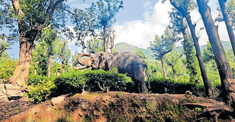 tiger-capture-gudalur-1.jpg