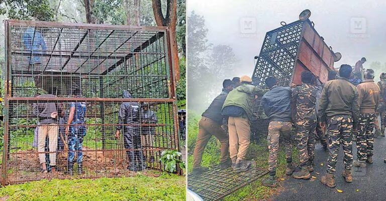 tiger-hunt-gudalur-weather-delays.jpg