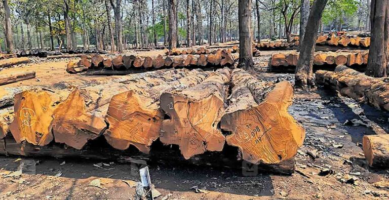 timber-sale.jpg
