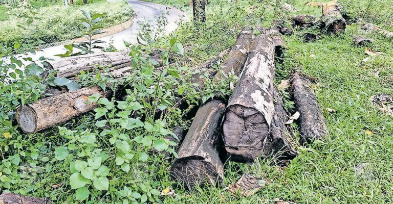 timber-waste-1.jpg