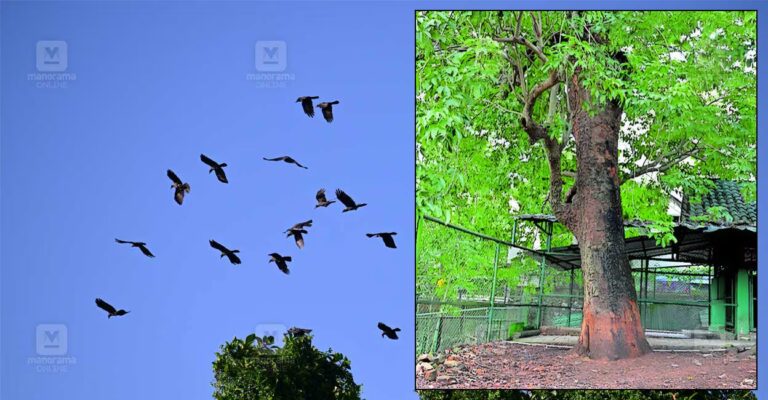 trivandrum-zoo-tree.jpg