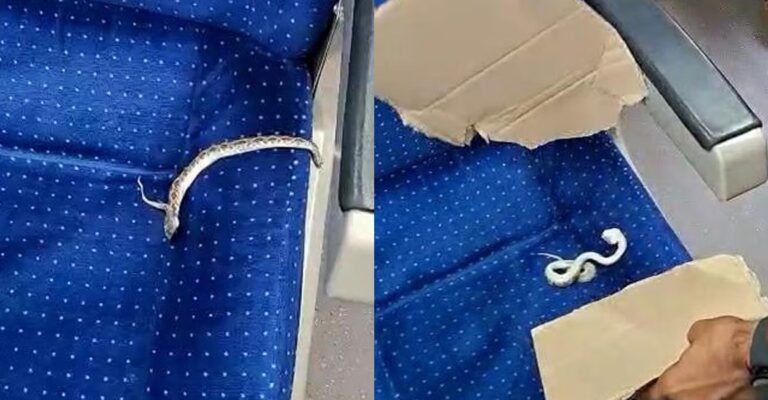 vande-bharat-snake.jpg