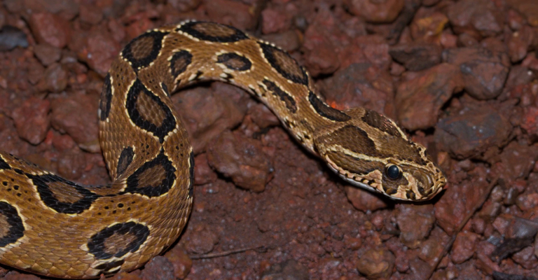 viper-snake.png