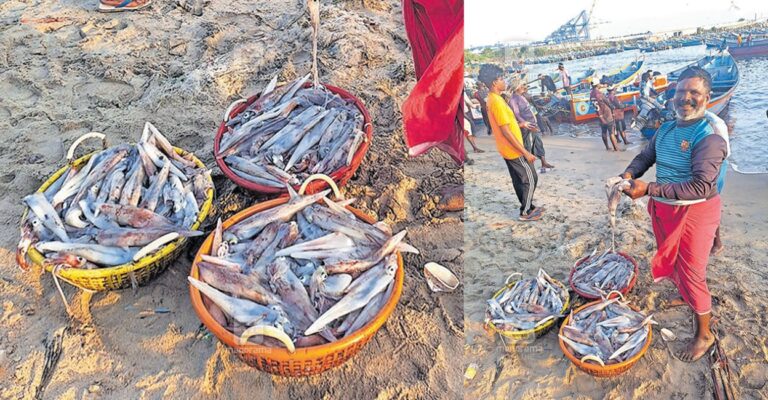 vizhinjam-squid-catch-1.jpg