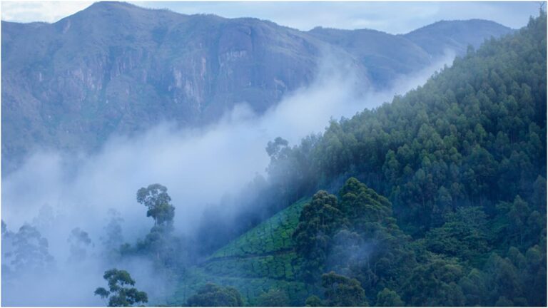 w-1280h-720format-jpgimgid-01kd03f5es6atk2t1g4w86jekgimgname-munnar-1766308943321.jpg