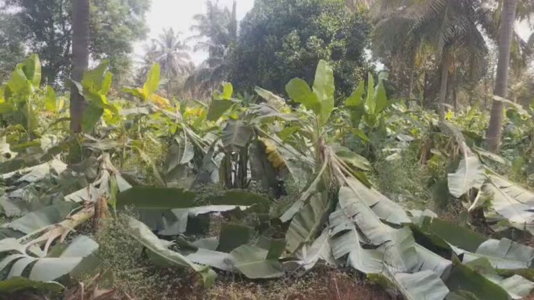 w-1280h-720format-jpgimgid-01kn1zm15gbx2cg6m0c478ypm5imgname-chikkamagaluru-banana-plants-177496.jpeg