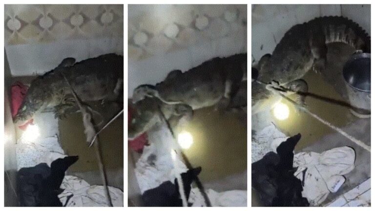 w-1280h-720format-jpgimgid-01kyycsmyn1mc4cyw0wg1y7fghimgname-crocodile-in-bathroom-1785578968021.jpeg