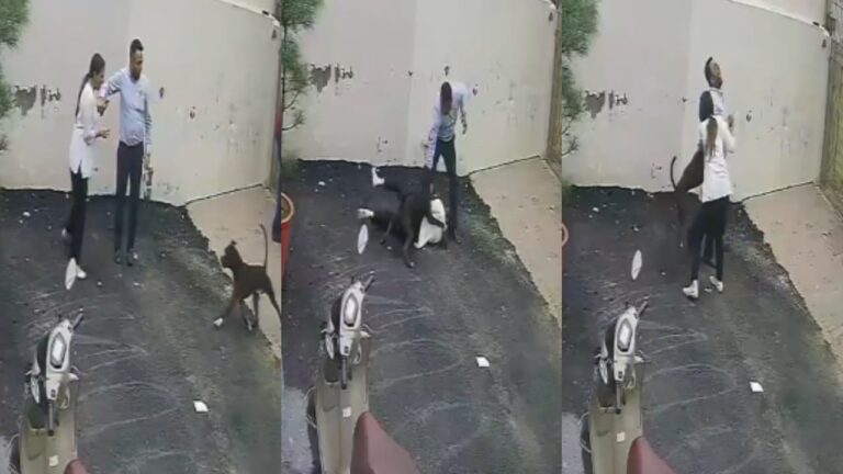 w-1280h-720format-jpgimgid-01kzx07mx7xx9a0qy2k8dj4y75imgname-pitbull-attack-punjab-couple-178660.jpeg