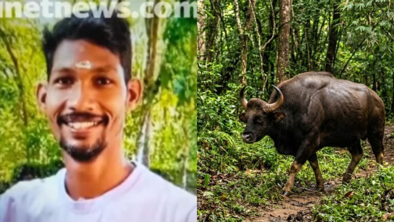 w-1280h-720format-jpgimgid-01m17cav44y3rwwjr2f28am2ejimgname-kozhikode-vilangad-bison-attack-178.jpeg