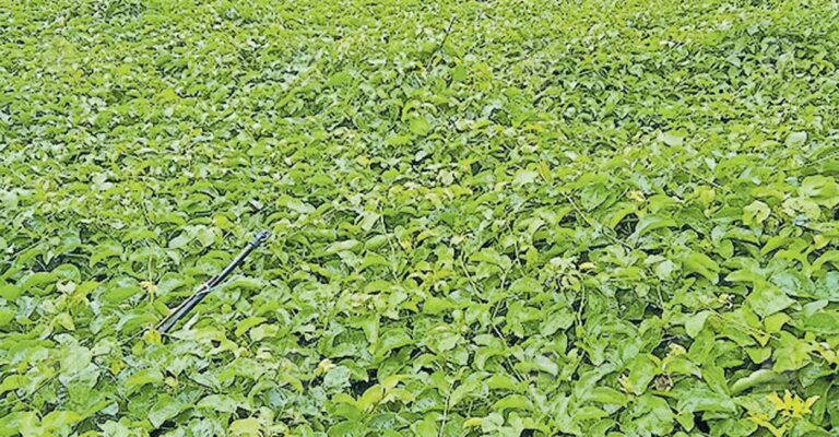 wayanad-farmer-crop-loss.jpg