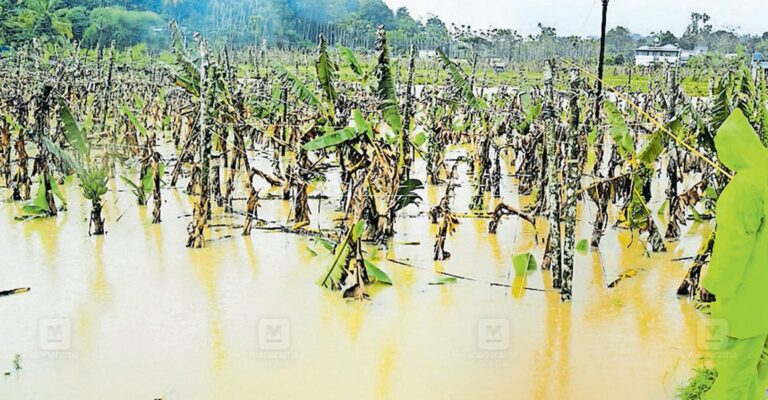 wayanad-flood-crop-loss-2.jpg