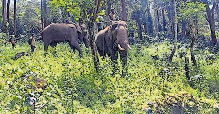 wayand-elephant.jpg