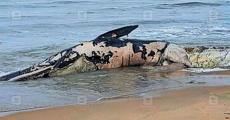 whale-azhikode-beach.jpg