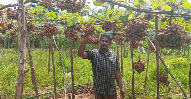 Grape-farming.jpg