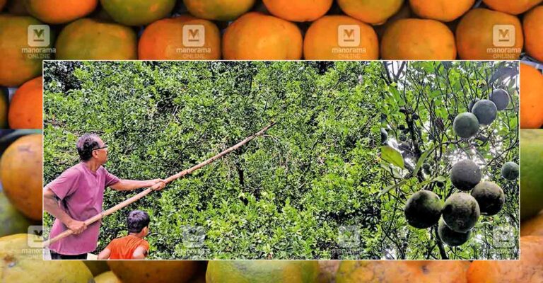 Orange-tree.jpg