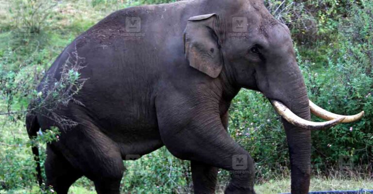 Wild-Elephant-padayappa.jpg