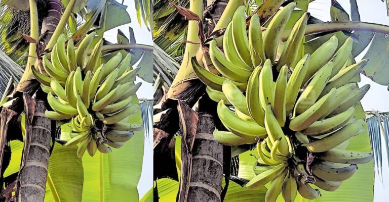 banana.jpg