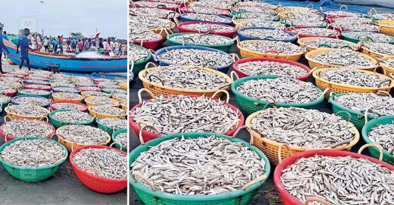 chellanam-harbor-fish-1.jpg