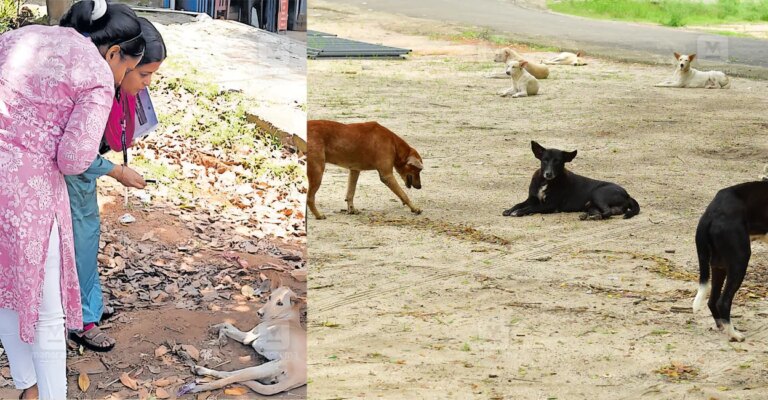 dog-virus-spread-1.jpg
