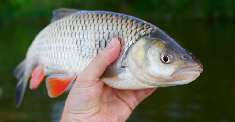 fish.jpg