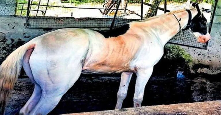 horse.jpg