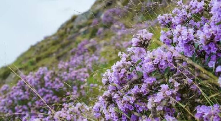 idukki-neelakurinji-blooming-ends.jpg
