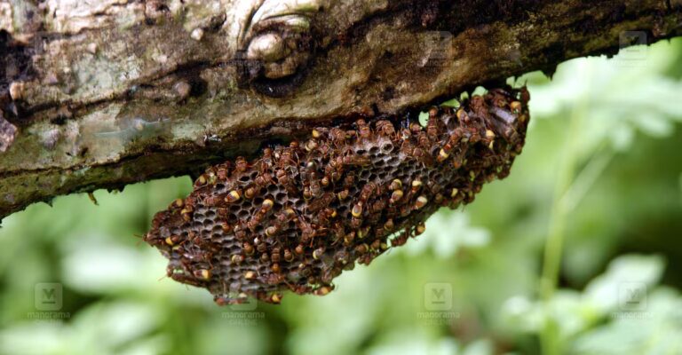 kadannal-wasp-1.jpg