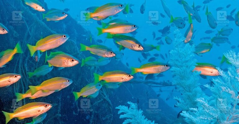 kochi-marine-life.jpg