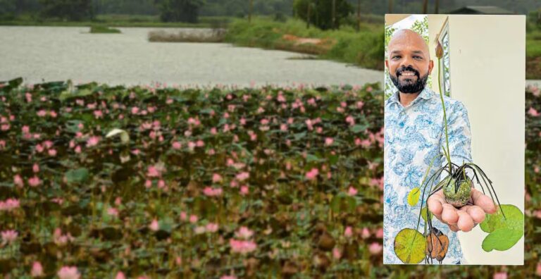 lotus-in-eggshell-cultivation.jpg