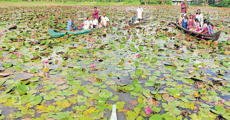 manappally-water-lily-blooms-1.jpg