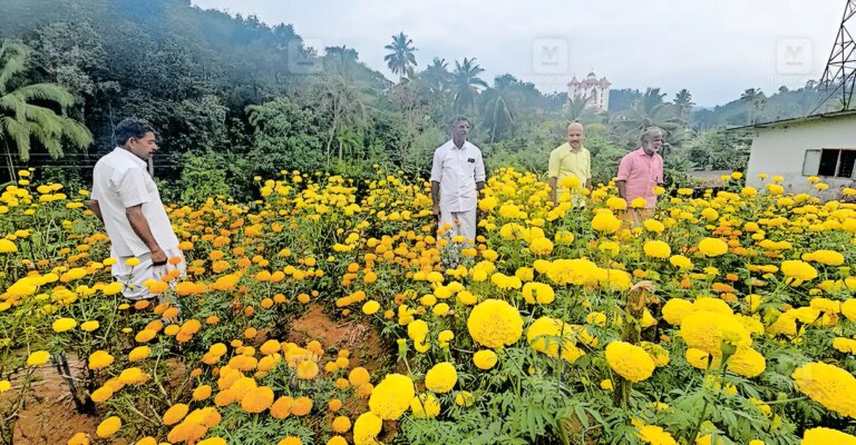 marigold-farm-1.jpg